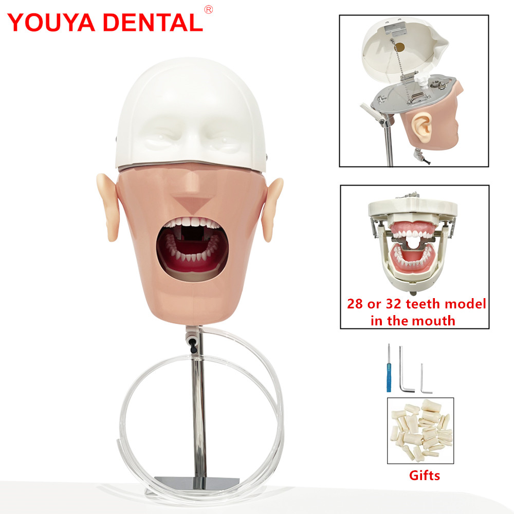 Sports Equipment Kit - Head Model Dental Simulator Manikin Dental