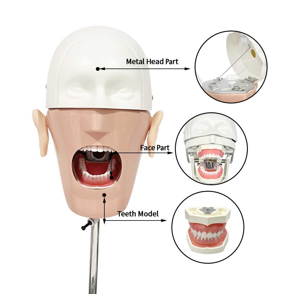 Head Model Dental Simulator Ma - Sports Equipment Kit recensione e prezzo