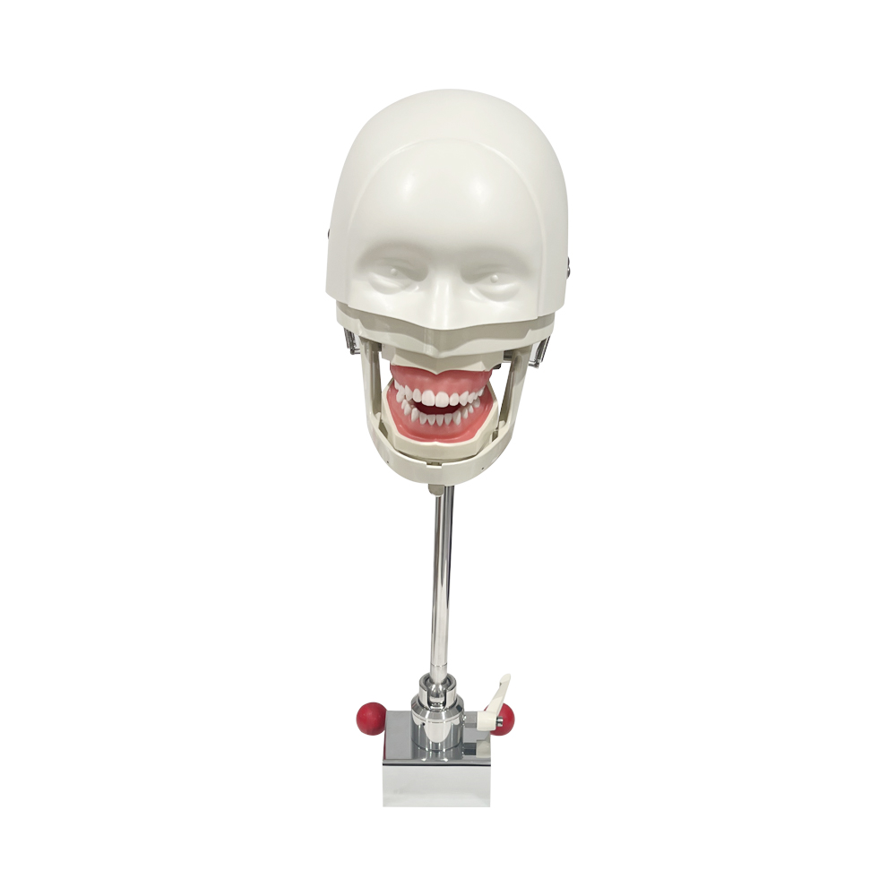 Head Model Dental Simulator Ma - Sports Equipment Kit recensione e prezzo