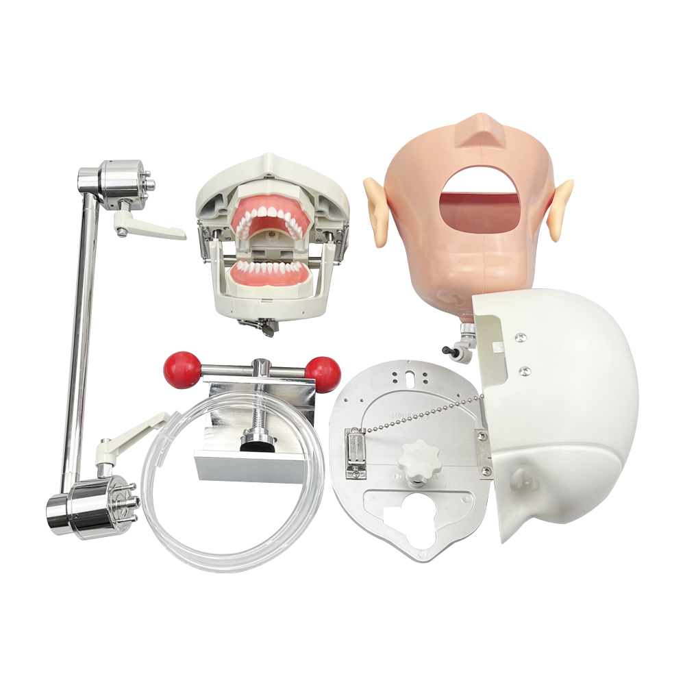 Head Model Dental Simulator Ma - Sports Equipment Kit recensione e prezzo